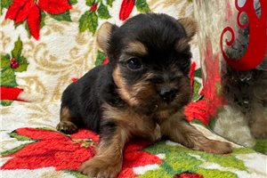 Ethan - puppy for sale