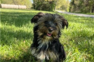 Amir - Yorkshire Terrier - Yorkie for sale