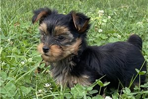 Julia - puppy for sale