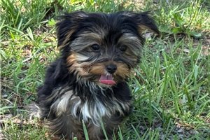 Atlas - Yorkshire Terrier - Yorkie for sale