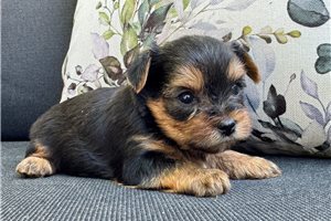Zeke - puppy for sale