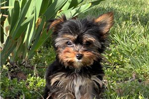 Atlas - puppy for sale