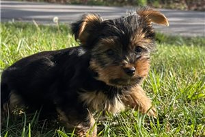 Ferdinand - Yorkshire Terrier - Yorkie for sale