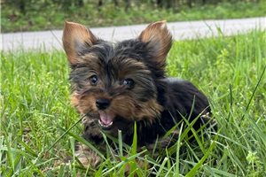 Ferdinand - Yorkshire Terrier - Yorkie for sale