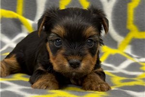 Ferdinand - puppy for sale
