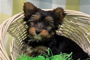 Addison - Yorkshire Terrier - Yorkie for sale