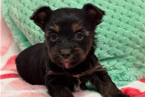 Alice - puppy for sale