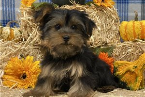 Juniper - Yorkshire Terrier - Yorkie for sale