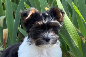 Fitz - Yorkshire Terrier - Yorkie for sale