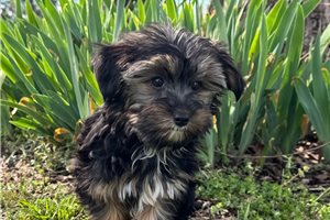 Amir - puppy for sale