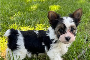 Georgie - puppy for sale