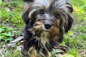 Amir - Yorkshire Terrier - Yorkie for sale