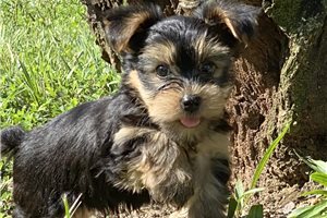 Jonathan - puppy for sale
