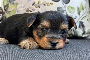 Zebedee - puppy for sale