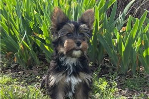Addison - Yorkshire Terrier - Yorkie for sale