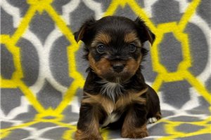 Finley - puppy for sale