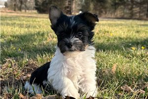 Fitz - Yorkshire Terrier - Yorkie for sale