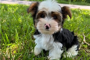 Fred - Yorkshire Terrier - Yorkie for sale