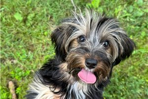 Amir - Yorkshire Terrier - Yorkie for sale