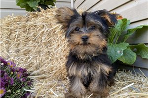 Juniper - Yorkshire Terrier - Yorkie for sale