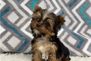 Finn - Yorkshire Terrier - Yorkie for sale