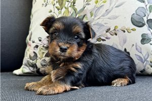Zeiss - Yorkshire Terrier - Yorkie for sale