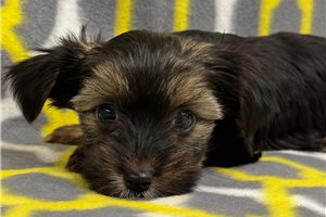 Amir - Yorkshire Terrier - Yorkie for sale