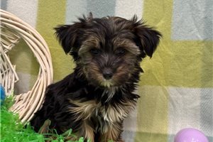Amir - Yorkshire Terrier - Yorkie for sale