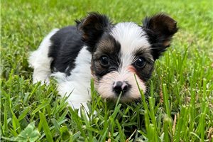 Georgie - Yorkshire Terrier - Yorkie for sale