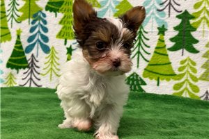Elizabeth - Yorkshire Terrier - Yorkie for sale