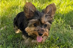 Ferdinand - Yorkshire Terrier - Yorkie for sale