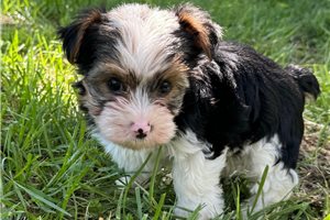 Fred - puppy for sale