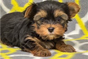 Atlas - puppy for sale