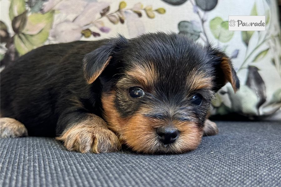 Zebedee - Yorkshire Terrier for sale