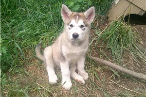 Milo - Alaskan Malamute for sale