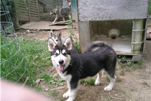 Nora - Alaskan Malamute for sale