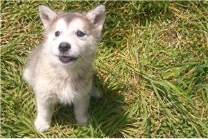 Nina - puppy for sale