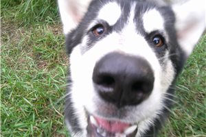 Nora - Alaskan Malamute for sale