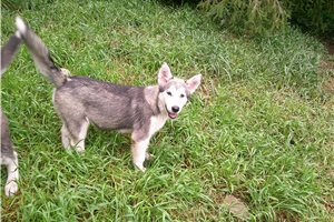 Milo - Alaskan Malamute for sale
