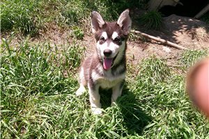 Nora - Alaskan Malamute for sale