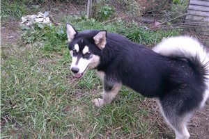 Nora - Alaskan Malamute for sale