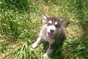 Nora - Alaskan Malamute for sale