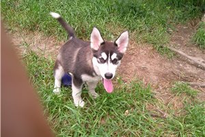 Nora - Alaskan Malamute for sale