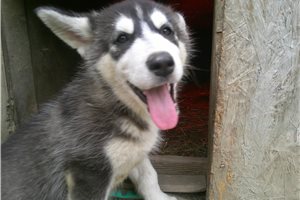Nora - Alaskan Malamute for sale