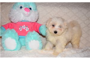 Luna - puppy for sale
