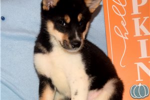 Katsuro - puppy for sale