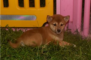 Gwen - Shiba Inu for sale