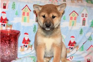 Nakita - puppy for sale