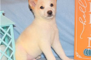 Kamin - puppy for sale