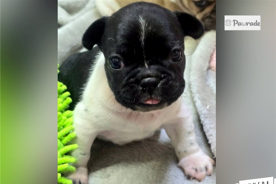 Sunny, female French Bulldog puppy for sale